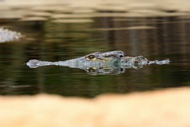 Yüzeydeki hayvanın Nil timsahı (Crocodylus niloticus) portresi. Gözden göze bir timsahın portresi.