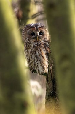 Tawny baykuş veya kahverengi baykuş (Strix aluco) ağaçların arasından görünen bir dalda oturuyor