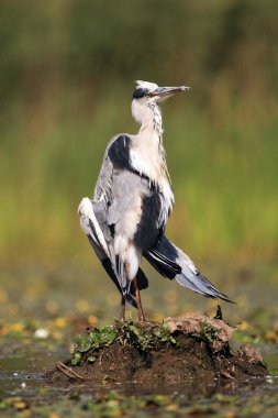 Gri balıkçıl (Ardea cinerea) güneşte tüyleri kurutur.