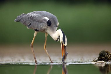 Gagasında avıyla sığ sularda balık avlayan gri balıkçıl (Ardea cinerea), büyük balık.