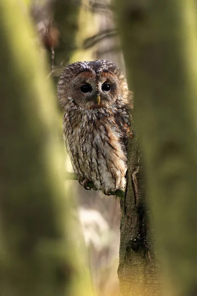 Tawny Owl Brown Owl Strix Aluco Sitting Branch Seen Trees — Stock Photo, Image