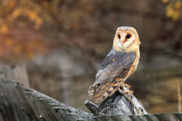 Pajta Bagoly Tyto Alba Kerítésen Felnőtt Istálló Bagoly Egy Régi — Stock Fotó