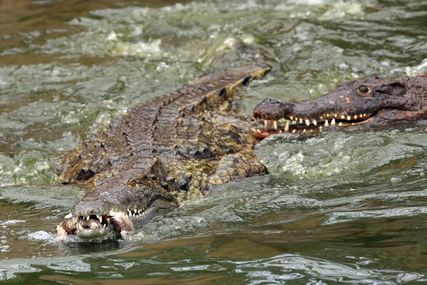 Nil Timsahı Crocodylus Niloticus Avdan Geriye Kalan Iki Timsah Suda — Stok fotoğraf
