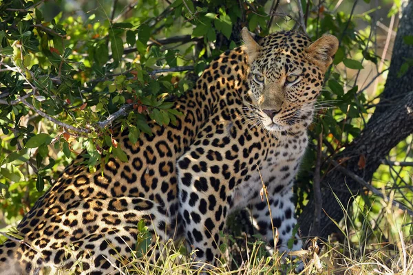 African Leopard Panthera Pardus Pardus Portrait Young Female Hidden Thick — Stock Photo, Image