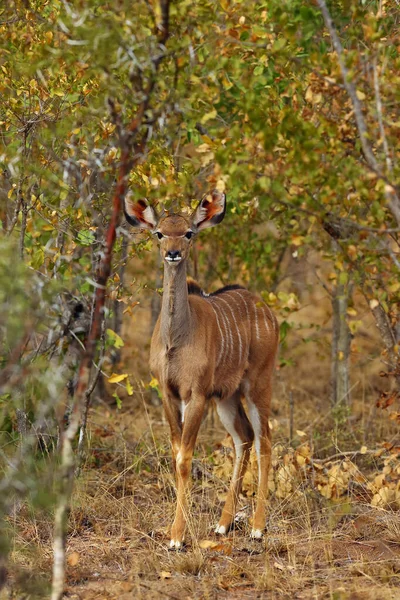 Maior Kudu Tragelaphus Strepsiceros Jovem Indivíduo Arbusto Outono Antílope Africano — Fotografia de Stock