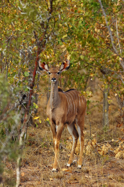 Большой куду (Tragelaphus strepsiceros), молодой человек в осеннем кусте. Крупная африканская антилопа осенней окраски густой..