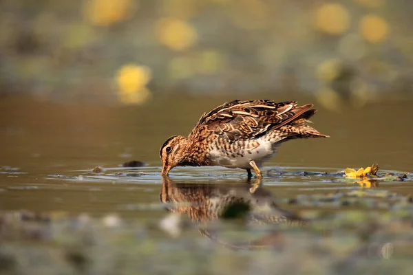 Közönséges Szalonka Gallinago Gallinago Lagúnában Halászik Kis Zsákmányra Vadászik — Stock Fotó