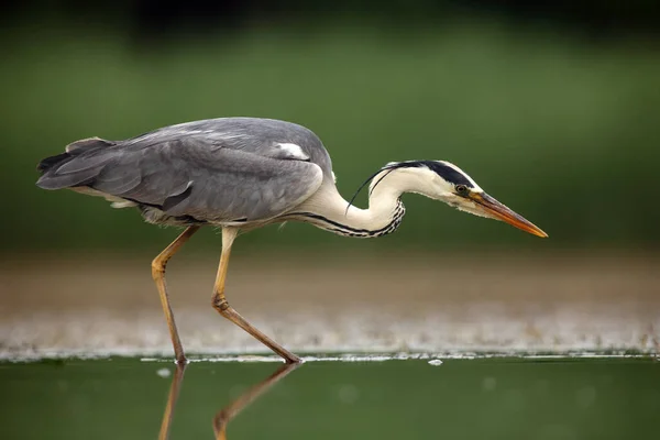 Garza Gris Ardea Cinerea Pescando Aguas Poco Profundas Con Fondo — Foto de Stock