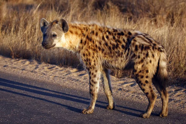 Spotted Hyena Crocuta Crocuta Also Known Laughing Hyena Standing Road — Stock Photo, Image