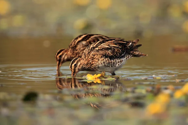 Common Snipe Gallinago Gallinago Pair Adult Birds While Collecting Food — Stock Photo, Image