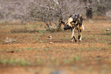 Afrika vahşi köpeği, Afrika av köpeği, veya Afrika boyalı köpeği (Lycaon pictus), yetişkin bir alfa dişi avına sinsice yaklaşır. Güney Afrika 'da kurak bir arazide vahşi bir köpek..