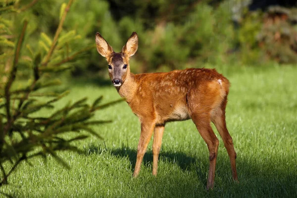 Ευρωπαϊκό Ζαρκάδι Capreolus Capreolus Βρίσκεται Ανάμεσα Στα Πεύκα Στο Χορτάρι — Φωτογραφία Αρχείου