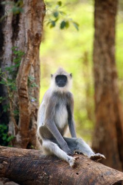 Tufted gri langur (Semnopithecus), ayrıca Madras gri langur ve Coromandel kutsal langur olarak da bilinir. Yerde gri langur ve sarı, güneşli arka plan..