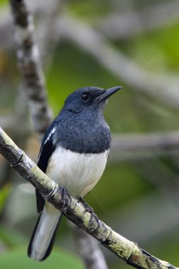 Dalın üzerinde oturan doğulu magpie-robin (Copsychus saularis). Kalın bir çalılıkta, yeşil bir arka planı olan küçük siyah beyaz bir dalda..