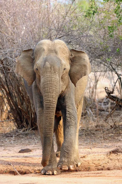 Słoń Lankijski Elephas Maximus Dorosły Samiec Dorosły Słoń Suchym Krzaku — Zdjęcie stockowe