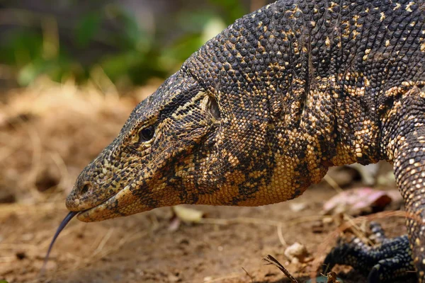 Water Monitor Varanus Salvator Portrait Portrait Large Spotted Monitor Lizard — Stock Photo, Image