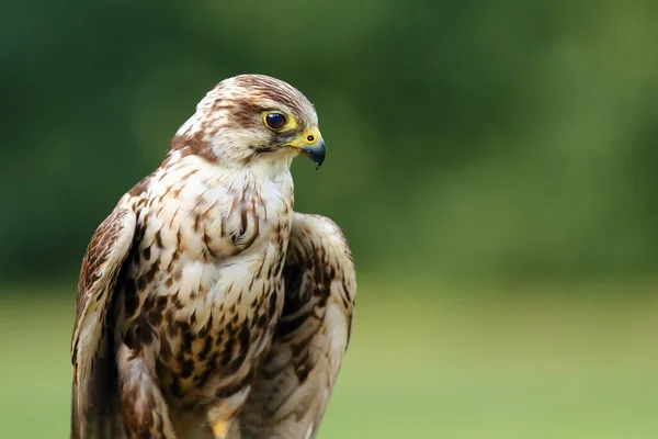 Saker Falken Falco Cherrug Porträtt Porträtt Stor Falk Med Grön — Stockfoto