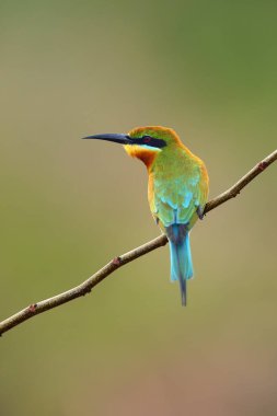 Dalda oturan mavi kuyruklu arı yiyici (Merops philippinus). Yeşil arka planı olan ince bir dalda oturan büyük yeşil Asyalı bir arı yiyici..