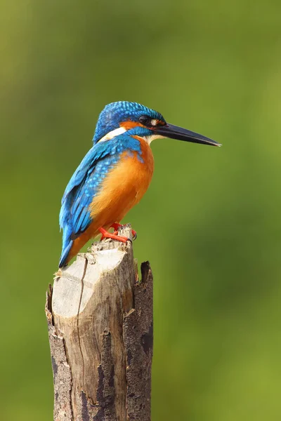 물총새 Alcedo Atthis 유라시아 물총새 Eurasian Kingfisher 배경이 기둥에 물총새 — 스톡 사진