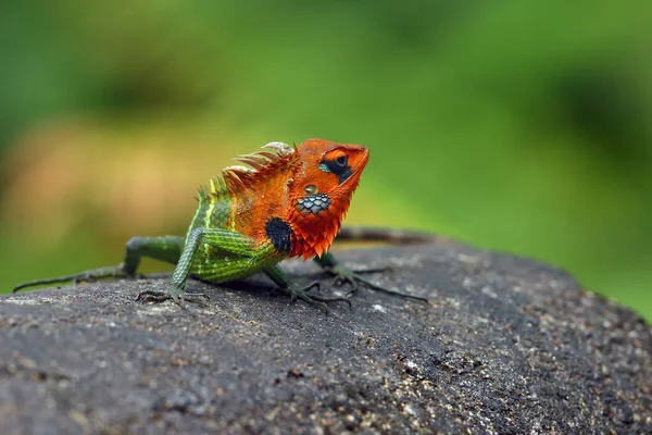 Common Green Forest Lizard Calotes Calotes Sitting Stone Large Green — Stock Photo, Image