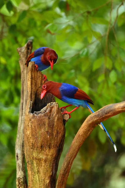 Sri Lanka Blue Magpie Ceylon Ornata Pair Sitting Tree Stump — стоковое фото
