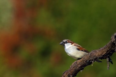 Ev serçesi (Passer domesticus) renkli arka planı olan bir daldadır. Dal üzerinde küçük kahverengi Avrupalı şarkıcı.
