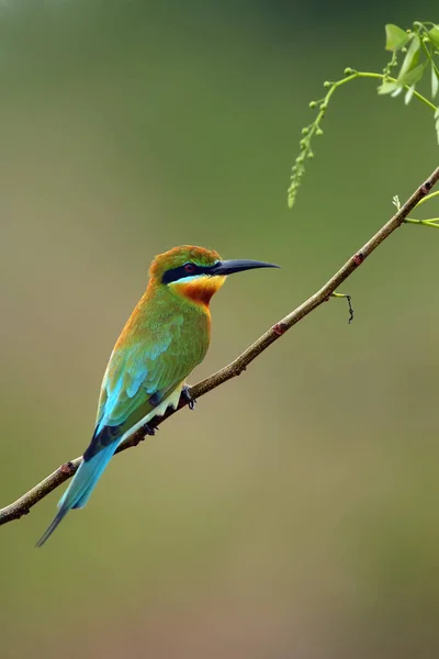 Blauwe Bijeneter Merops Philippinus Zit Tak Met Groene Achtergrond Een — Stockfoto