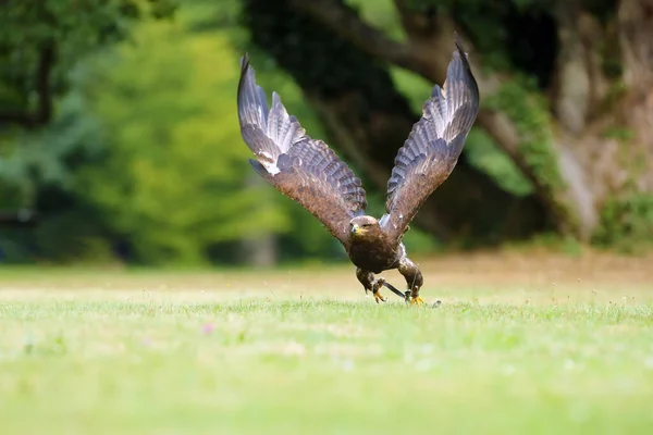 Степовий Орел Aquila Nipalensis Сидить Землі Траві Великий Орел Зеленим — стокове фото