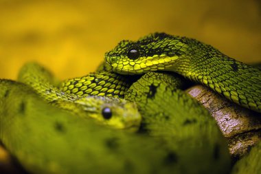 Atheris nitschei, Afrikalı bir çalı yılanının portresi. Tropiklerden gelen küçük yeşil zehirli bir yılanın portresi..