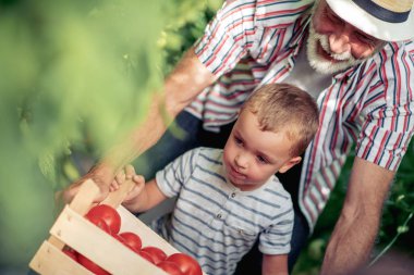 Dede ve torunu sera içinde onlar domates birlikte toplama vardır.