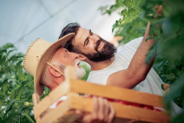 Tatăl Fiul Verifică Recolta Roșii Seră Oameni Agricultură Grădinărit Concept — Fotografie, imagine de stoc