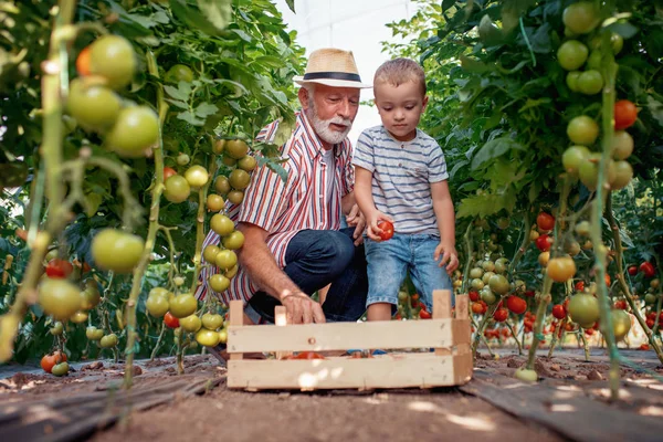 Farfar Och Hans Sonson Ett Växthus Hackar Tomat Tillsammans — Stockfoto