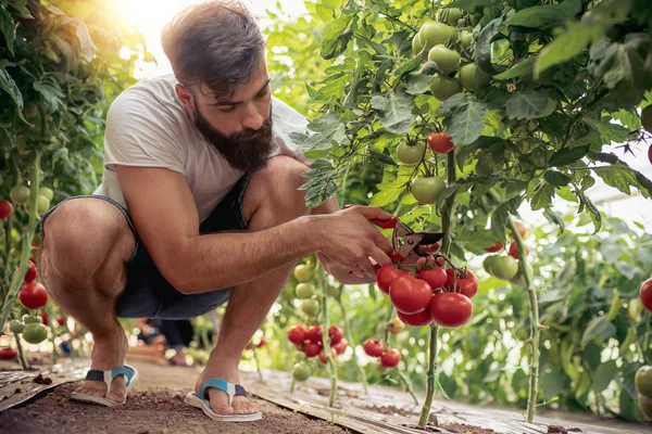 Εργάζεται Στο Θερμοκήπιό Του Κηπουρού — Φωτογραφία Αρχείου