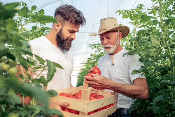 Father and son check harvest of tomato in greenhouse. People, farming, gardening and agriculture concept.