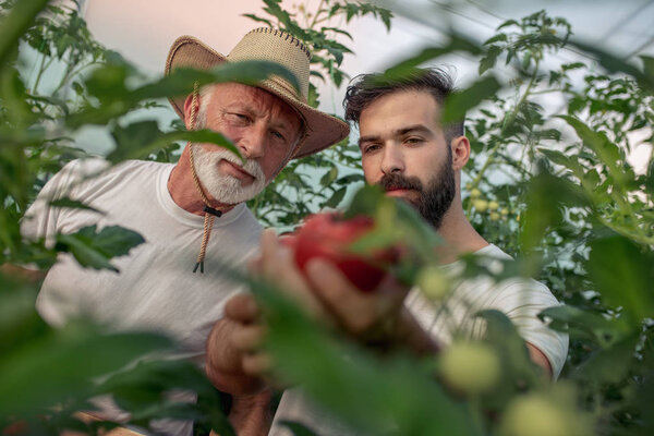 Father and son check harvest of tomato in greenhouse. People, farming, gardening and agriculture concept.