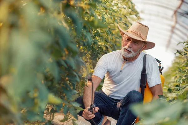 Senior Man Spray Tomaten Serre — Stockfoto