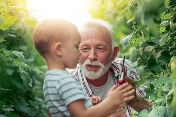 Dede ve torunu sera içinde onlar domates birlikte toplama vardır.