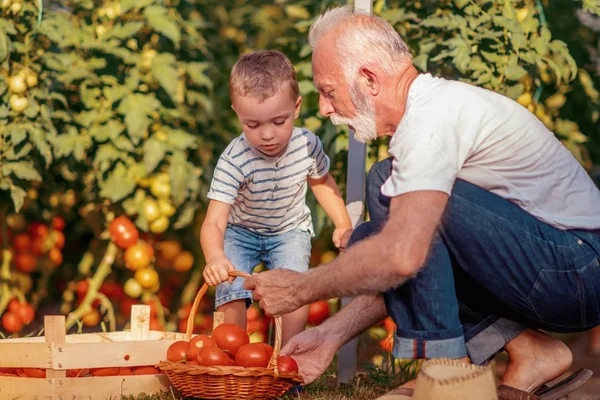 Avô Seu Neto Uma Estufa Eles Estão Colhendo Tomates Juntos — Fotografia de Stock