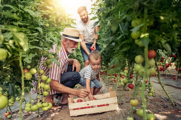 Dedem, oğlu ve torunu sera içinde çalışma birlikte zevk.