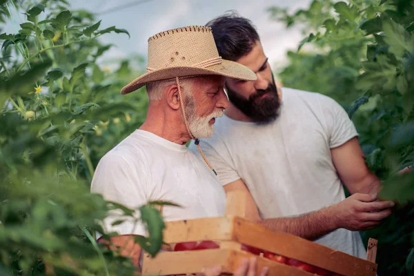 아버지와 온실에서 토마토의 수확을 — 스톡 사진