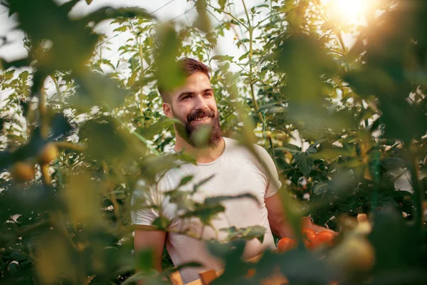 Jonge Volwassen Tuinman Werken Kas — Stockfoto