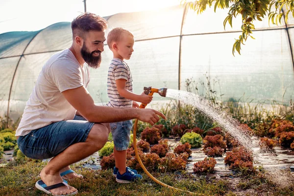 Vater Und Sohn Garten Beim Salatgießen — Stockfoto