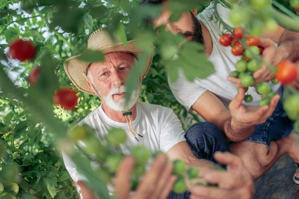 Vader Zoon Controleren Van Oogst Van Tomaten Serre — Stockfoto