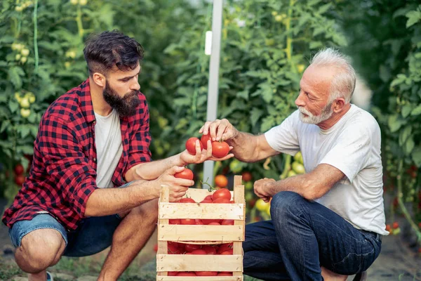 아버지와 온실에서 토마토의 수확을 — 스톡 사진