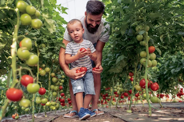 Far Och Son Kontrollera Skörd Tomater Växthus — Stockfoto