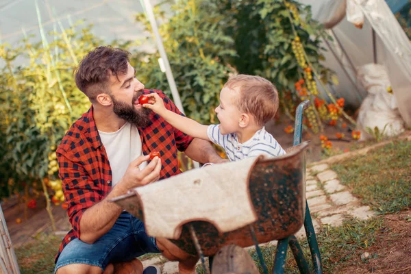 Far Och Son Kontrollera Skörd Tomater Växthus — Stockfoto