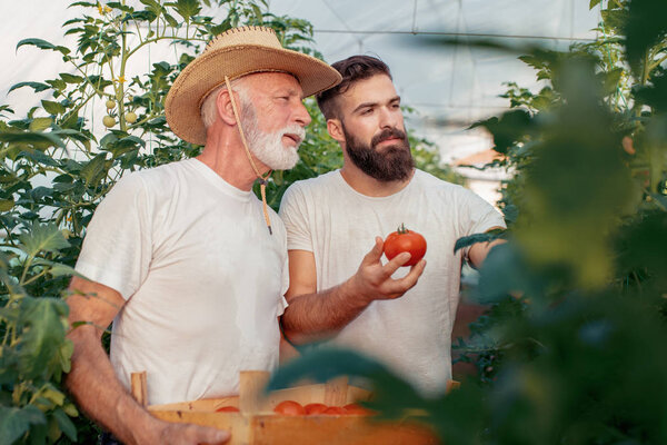 Father and son checking harvest of tomato in greenhouse