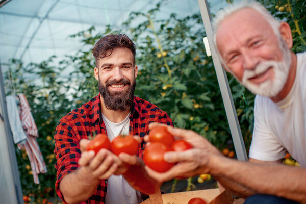 Father and son checking harvest of tomato in greenhouse