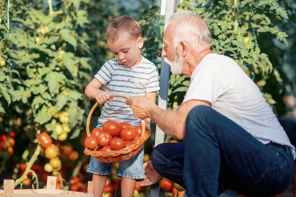 Farfar Och Barnbarn Plocka Tomater Växthus — Stockfoto