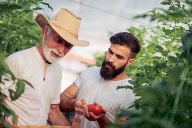 Baba ve oğul sera domates hasat kontrol 